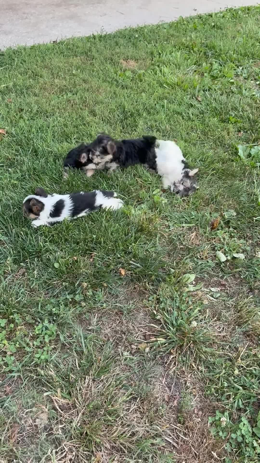 Morkie dogs for sale: Carly - Video 2