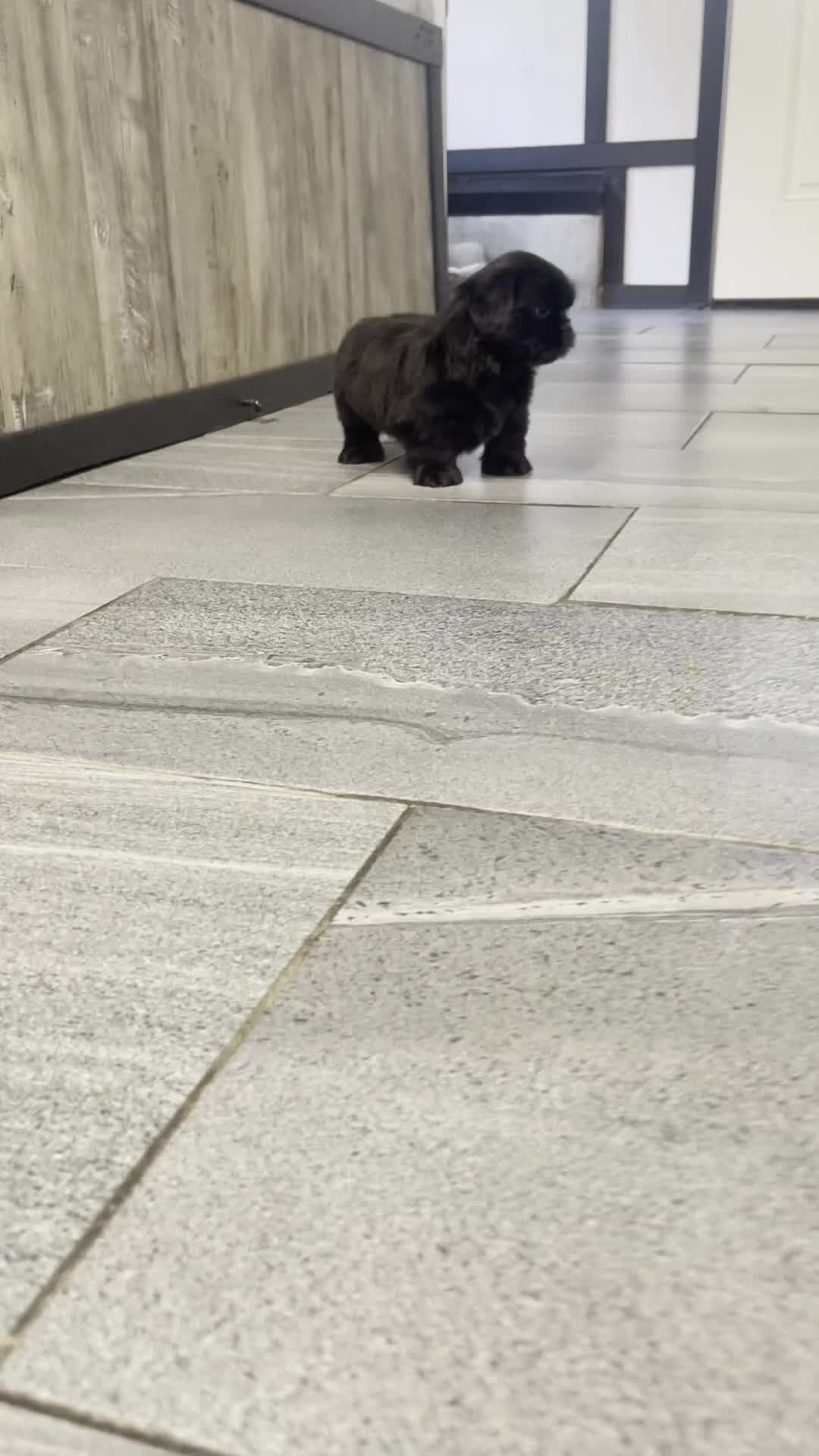 Shih Tzu dogs for sale: Glenn - Video 1