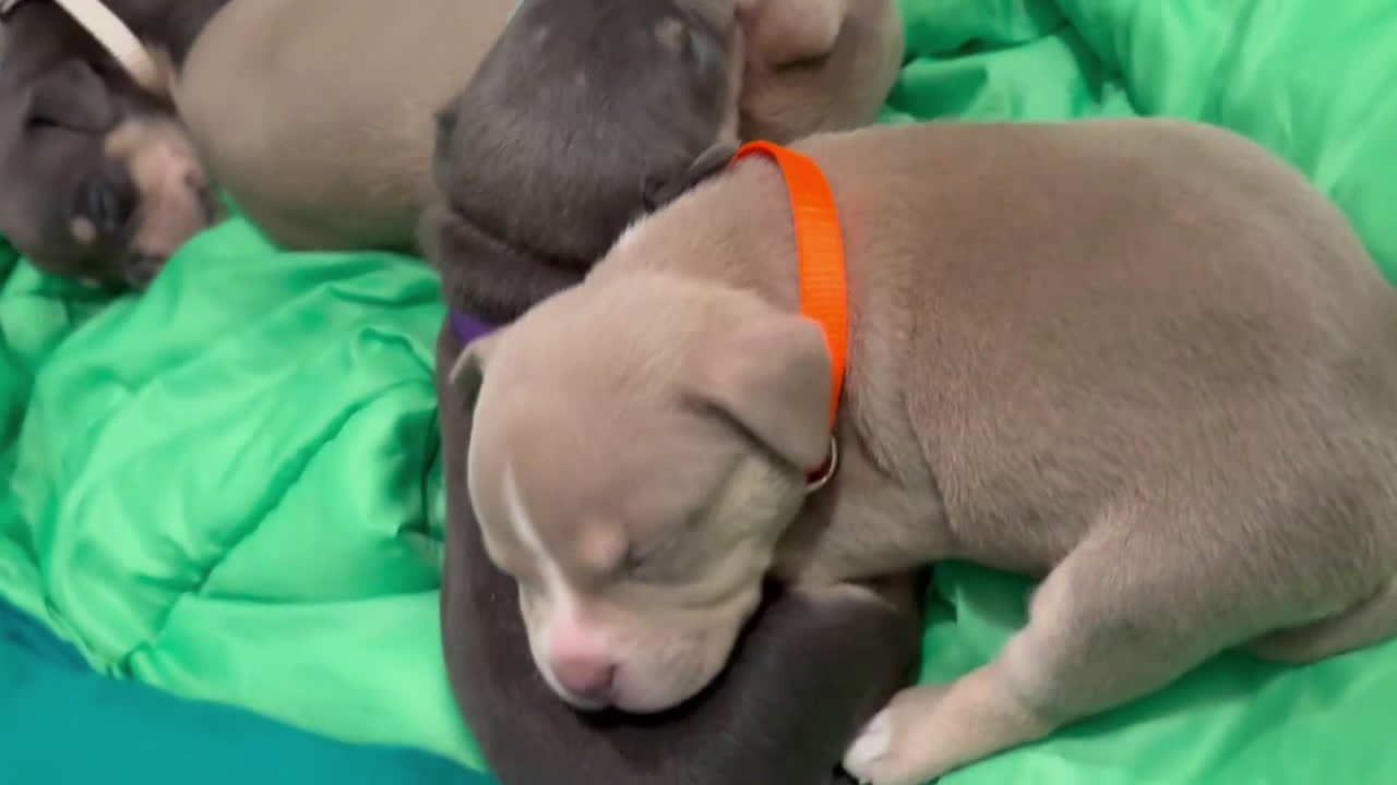 American Bully dogs for sale: American Bully Puppy 7 - Video 1