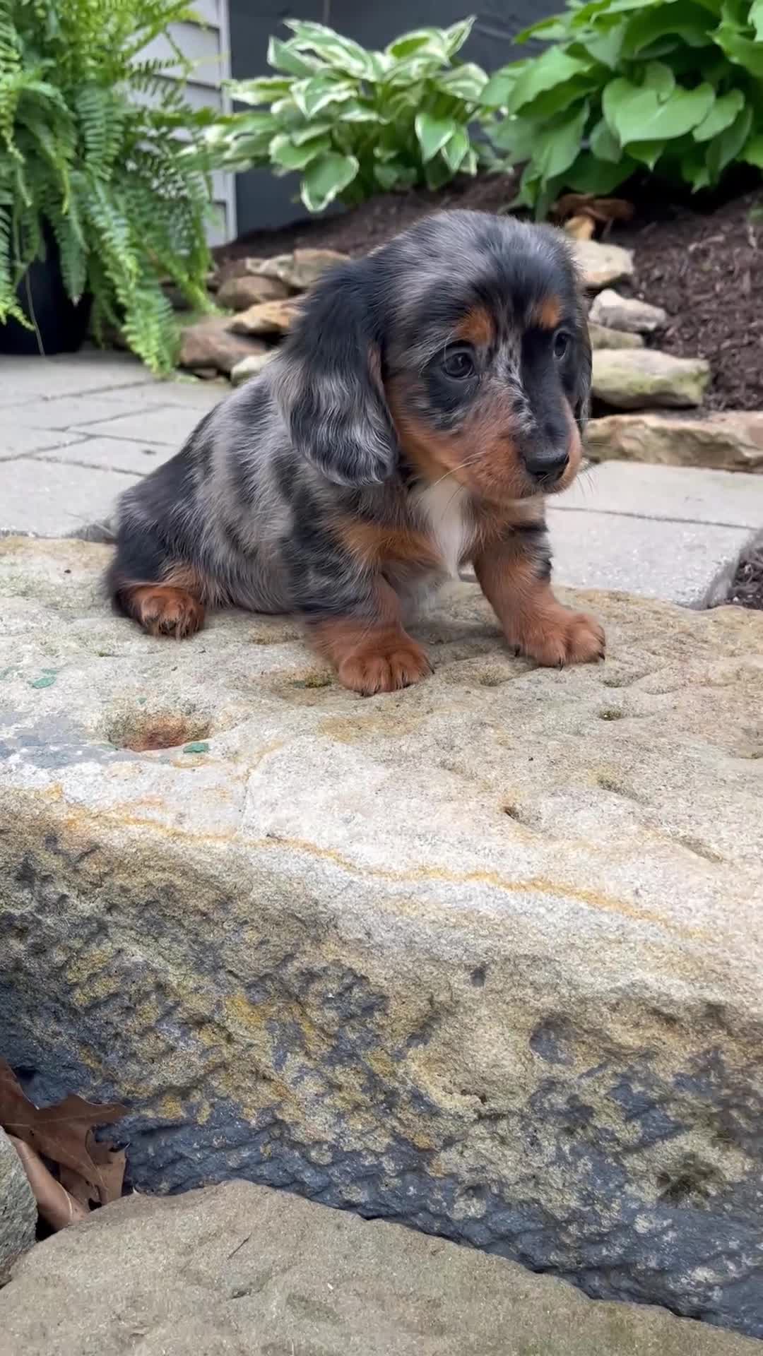 Miniature Dachshund dogs for sale: Gabby - Video 1