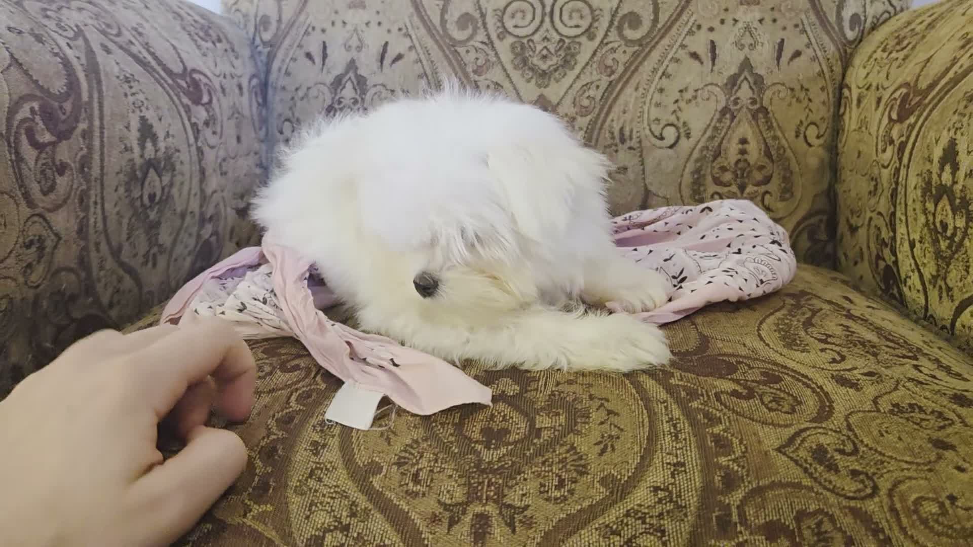 Maltese dogs for sale: 4.5 lb Bella Button - Video 1