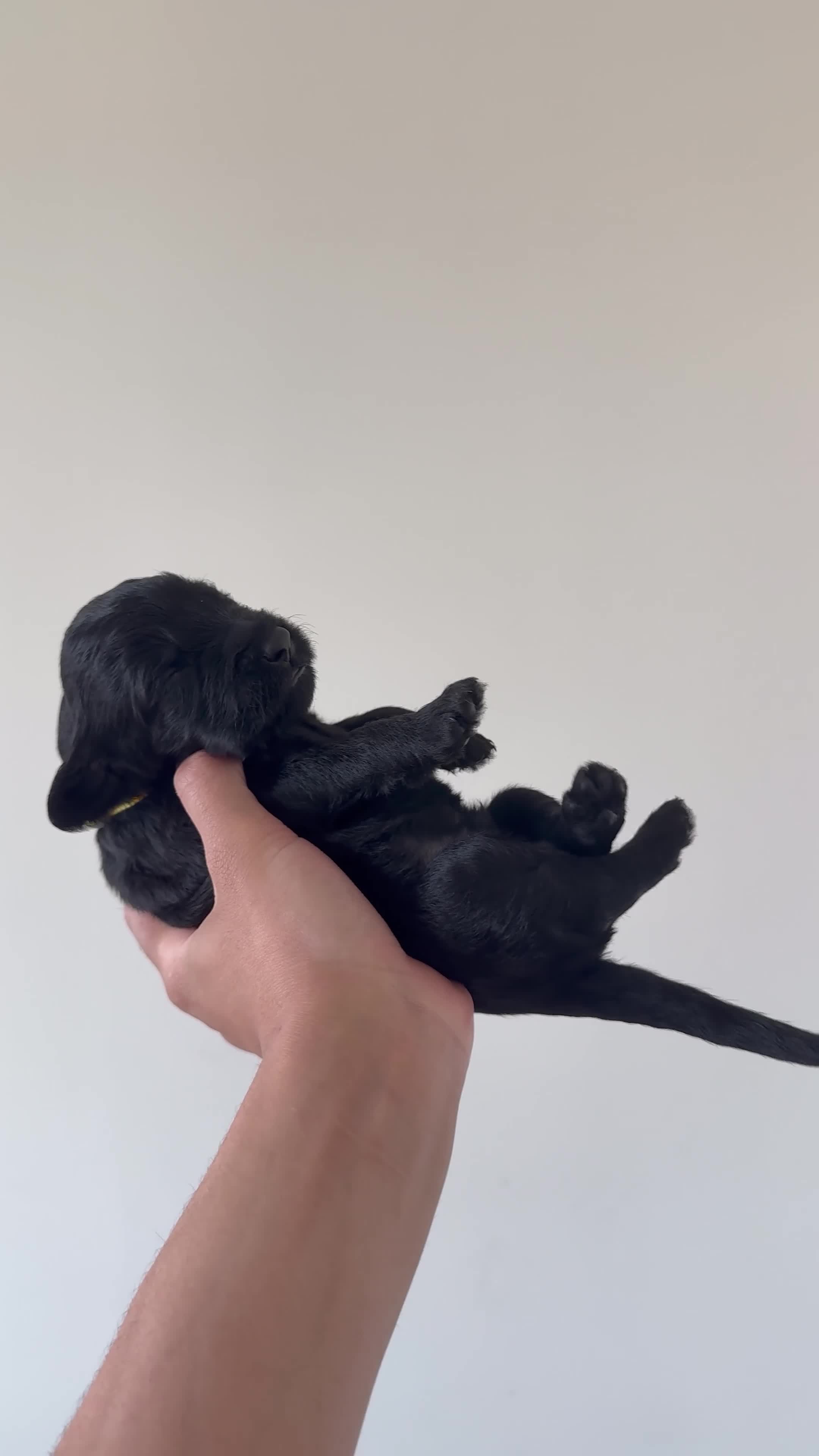 Double Doodle dogs for sale: Citrine - Video 1