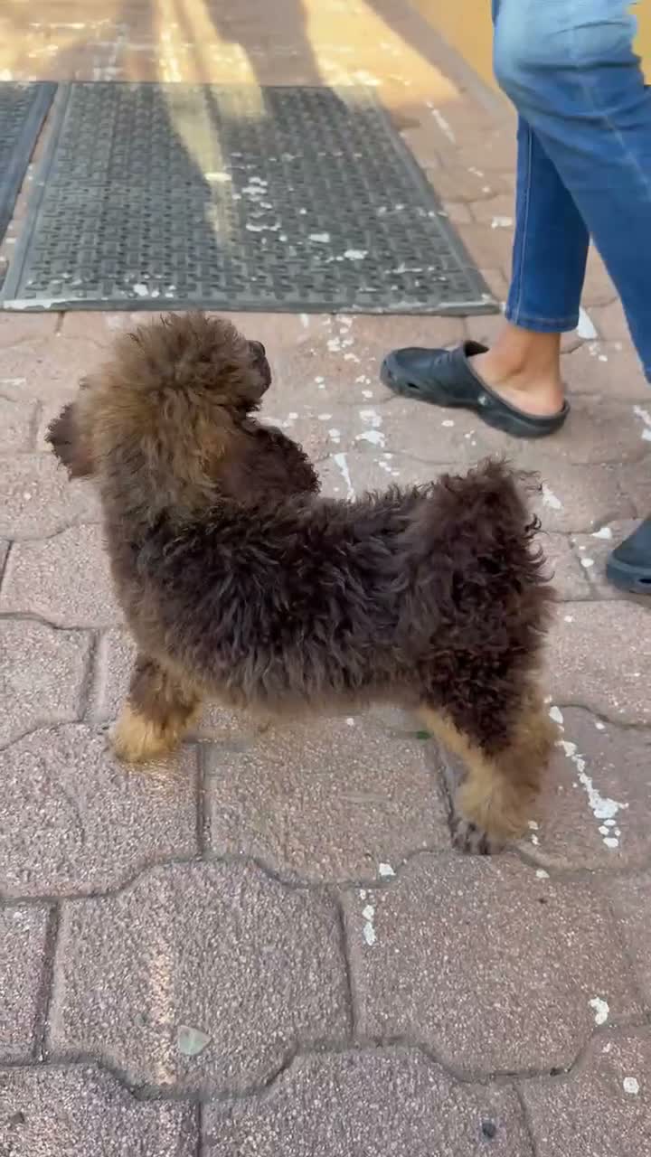 Standard Poodle dogs for sale: Hazel - Video 2