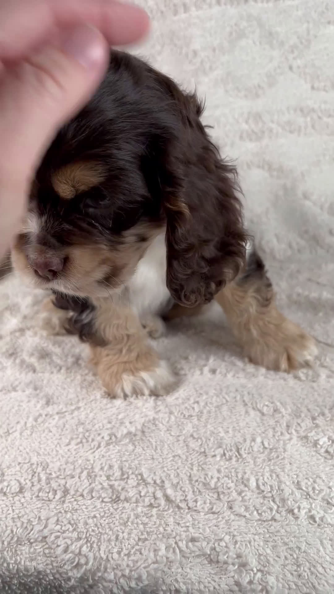 Cocker Spaniel dogs for sale: Archie - Video 1