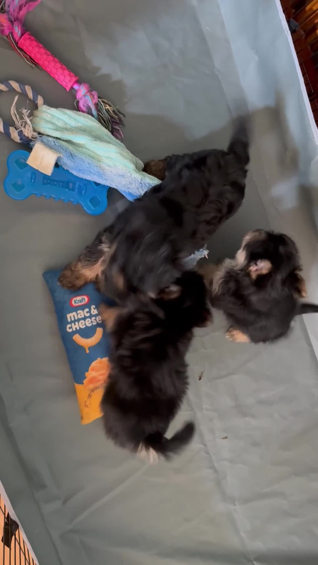 Morkie dogs for sale: Buster - Video 1