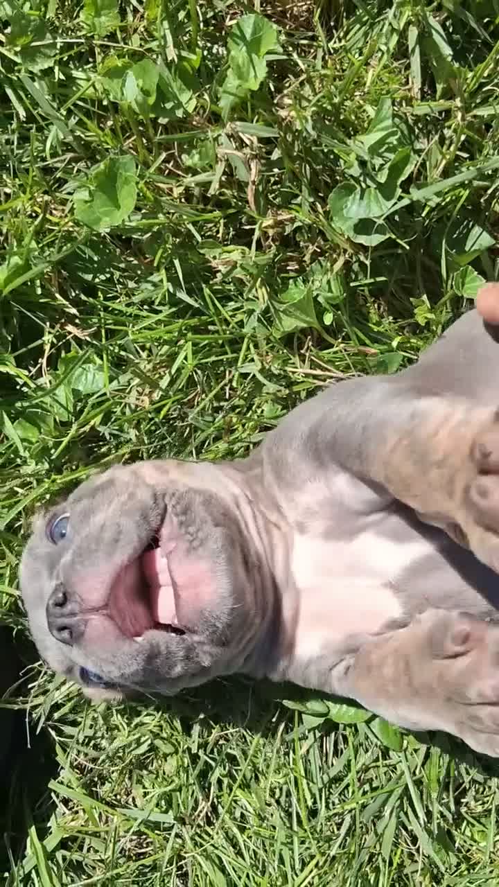 American Bully dogs for sale: American Bully 2 - Video 2