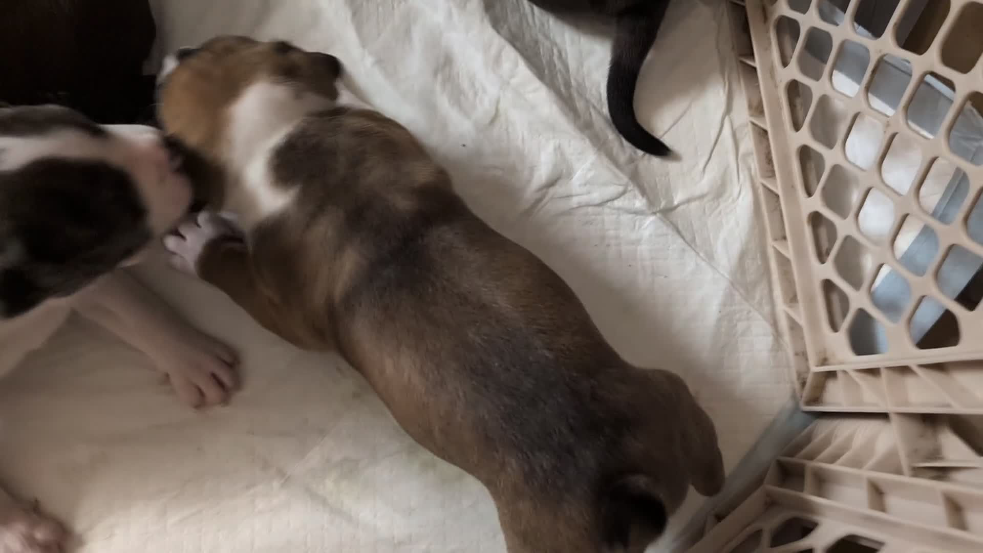 American Pit Bull Terrier dogs for sale: Bambii - Video 1