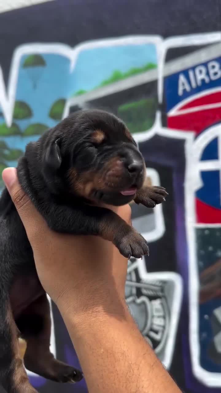 Doberman Pinscher dogs for sale: Obsidian Wildfire’s Ember - Video 2