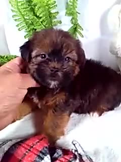 Shorkie dogs for sale: Gunner - Video 1