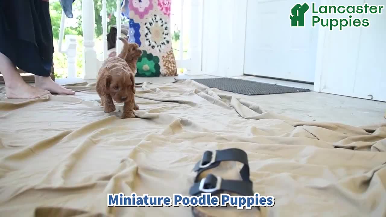 Cavapoo dogs for sale: Franklin - Video 1