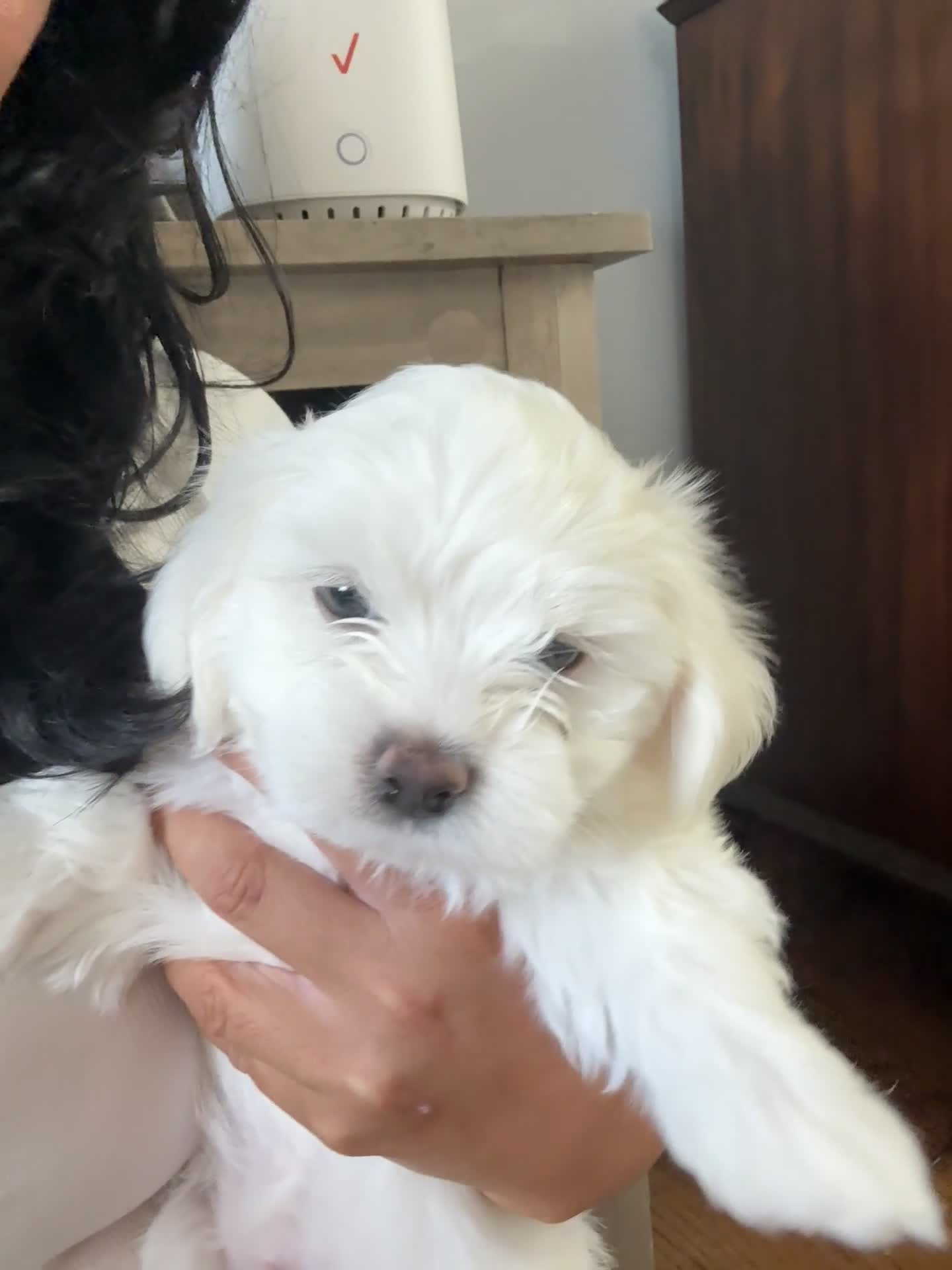 Malshi dogs for sale: Billy - Fluffy Teddy Bear Malshi Puppy - Video 3