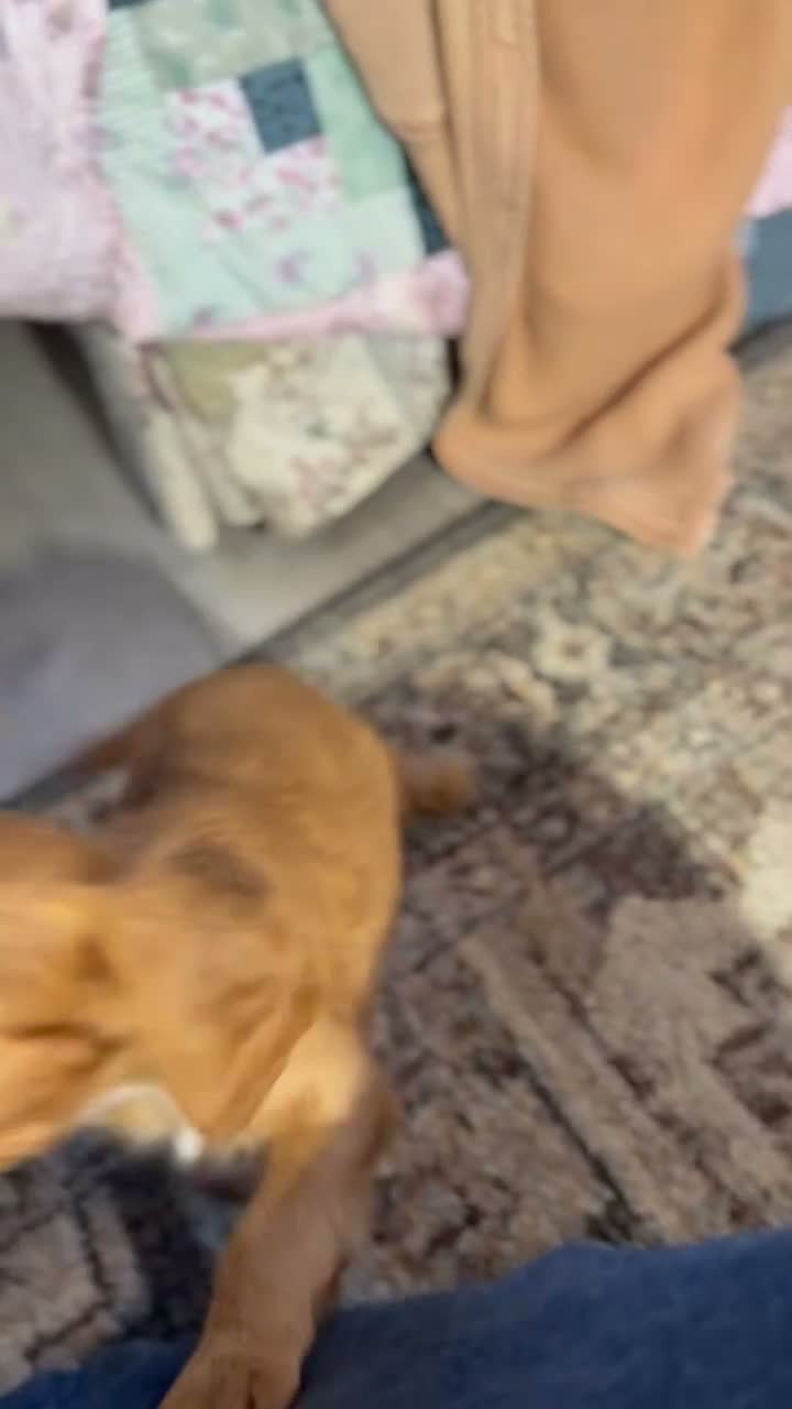 Cavapoo dogs for sale: Spencer Cavapoo  - Video 1