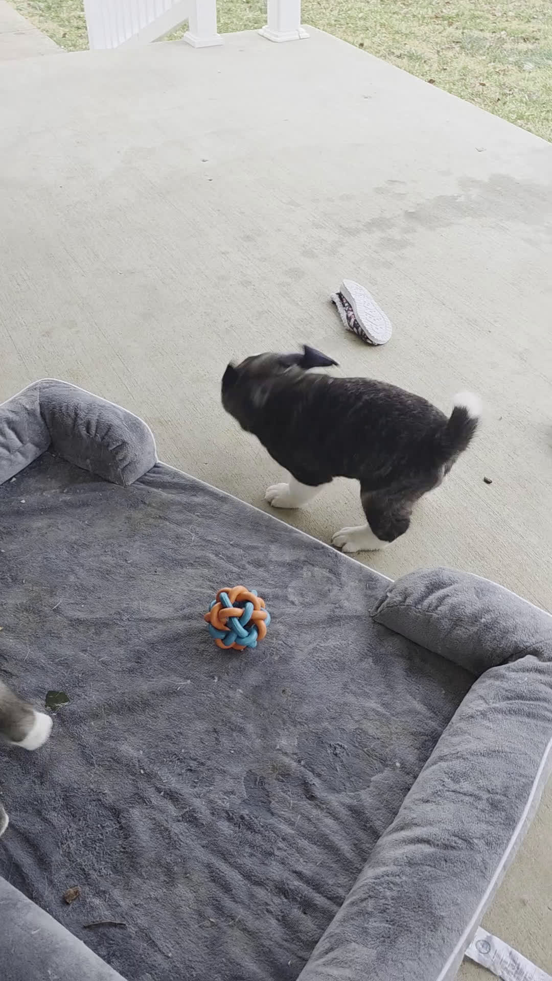 Akita dogs for sale: AKC Lucky - Video 1