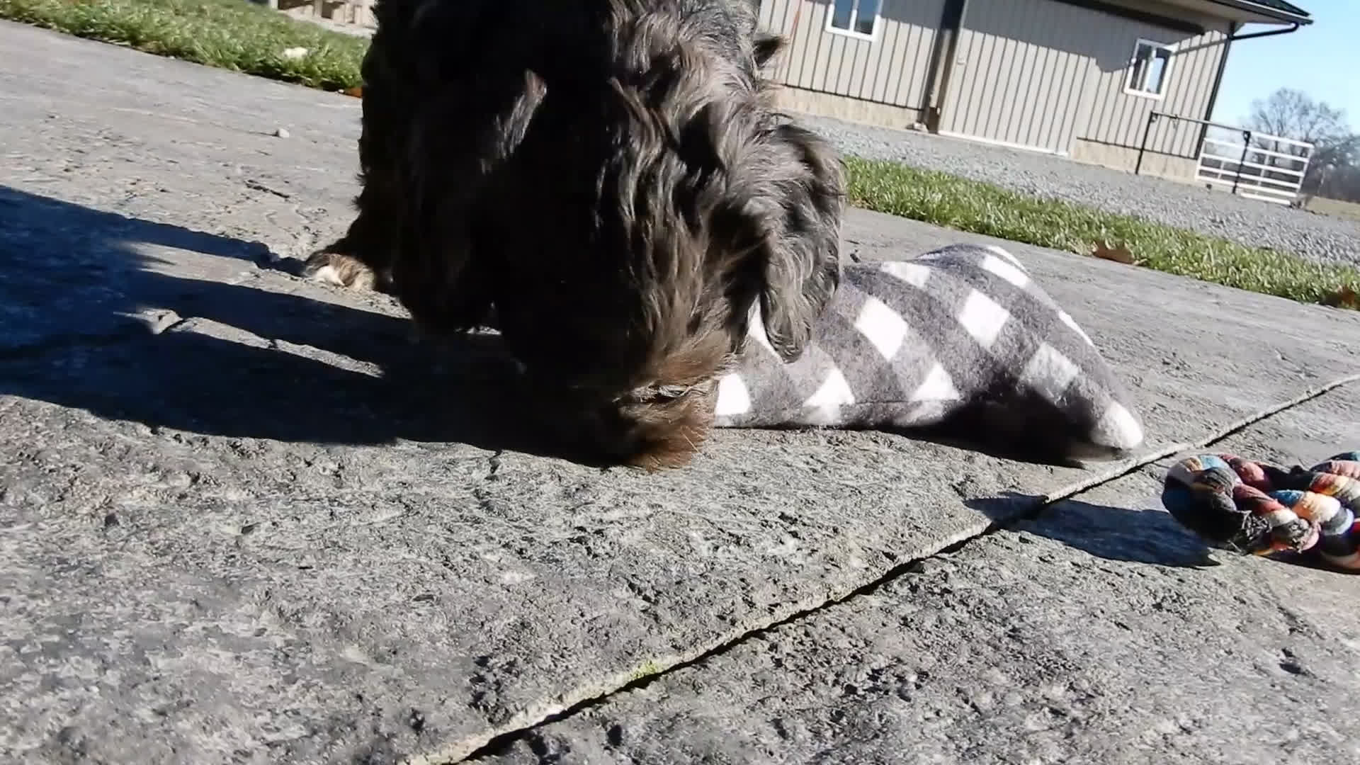 Cockapoo dogs for sale: Miley - Video 2