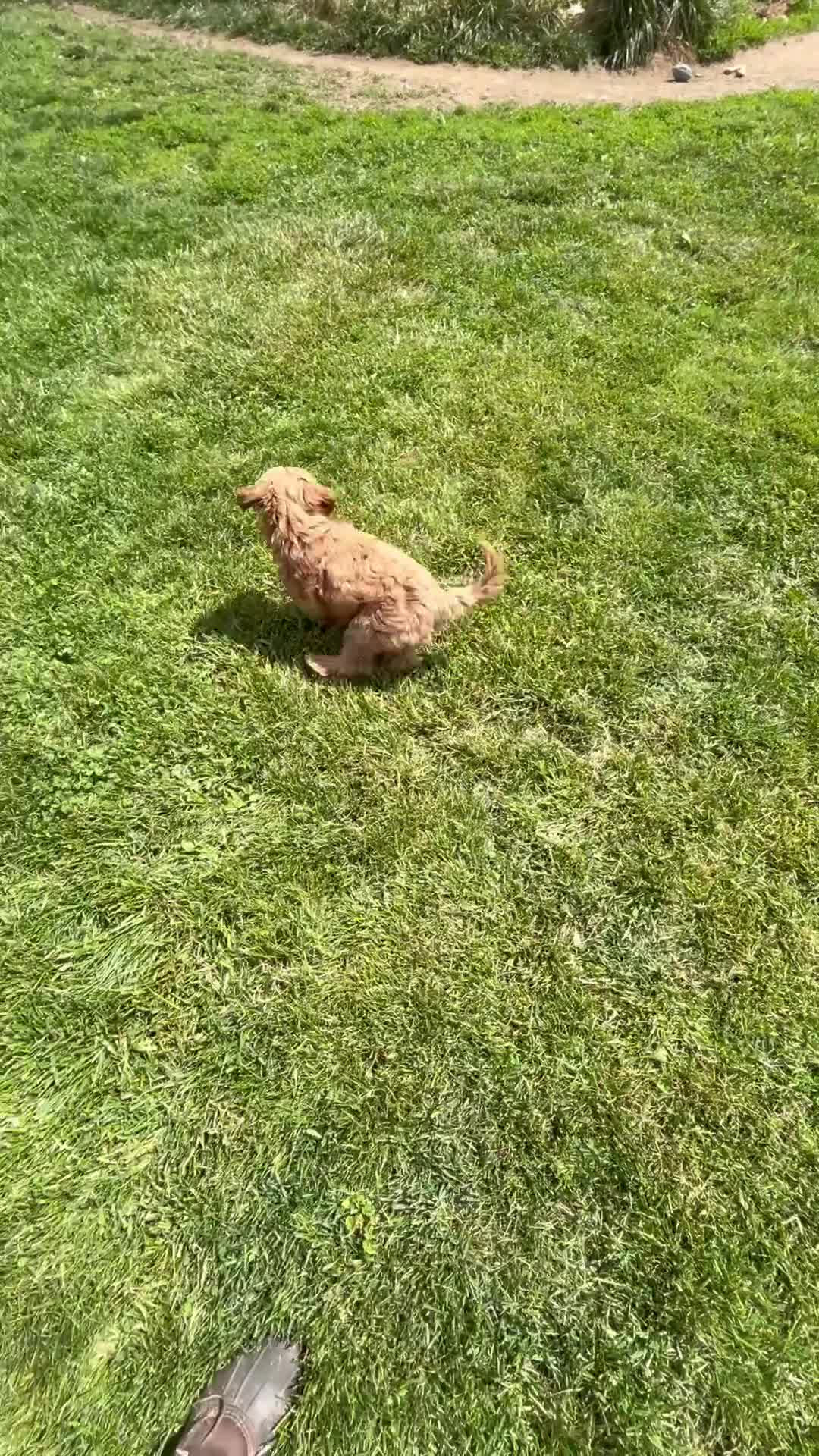 Mini Goldendoodle dogs for sale: Petite Lovely Mini Goldendoodle  - Video 2