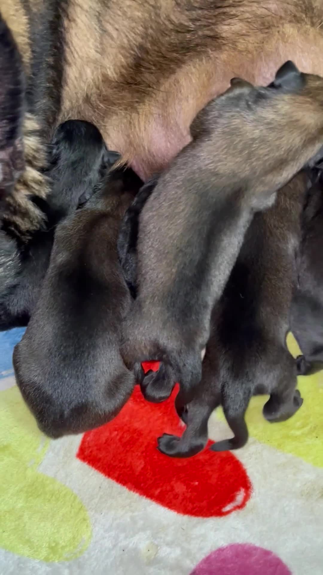Belgian Malinois dogs for sale: Belgian Malinois Female - Video 1