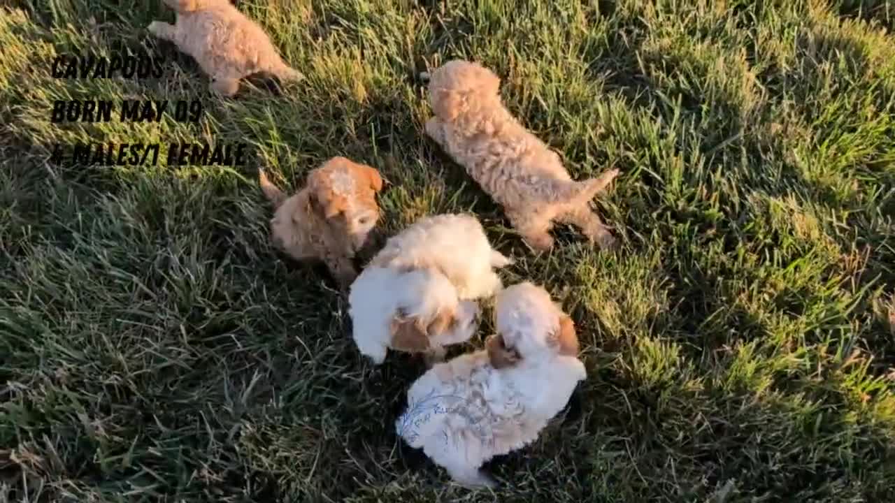 Cavapoo dogs for sale: Shiloh - Video 3
