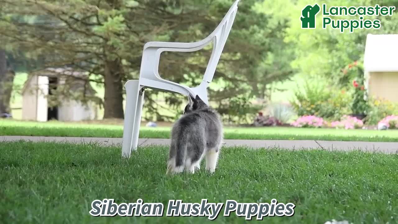Siberian Husky dogs for sale: Norman - Video 1