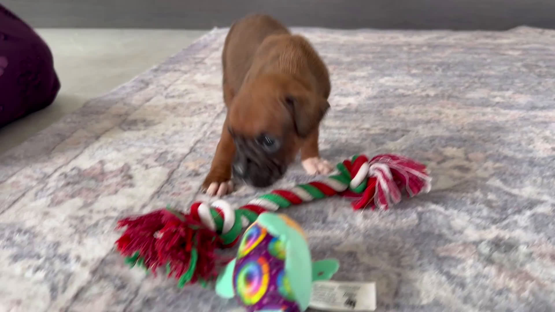 Boxer dogs for sale: Champ  - Video 4