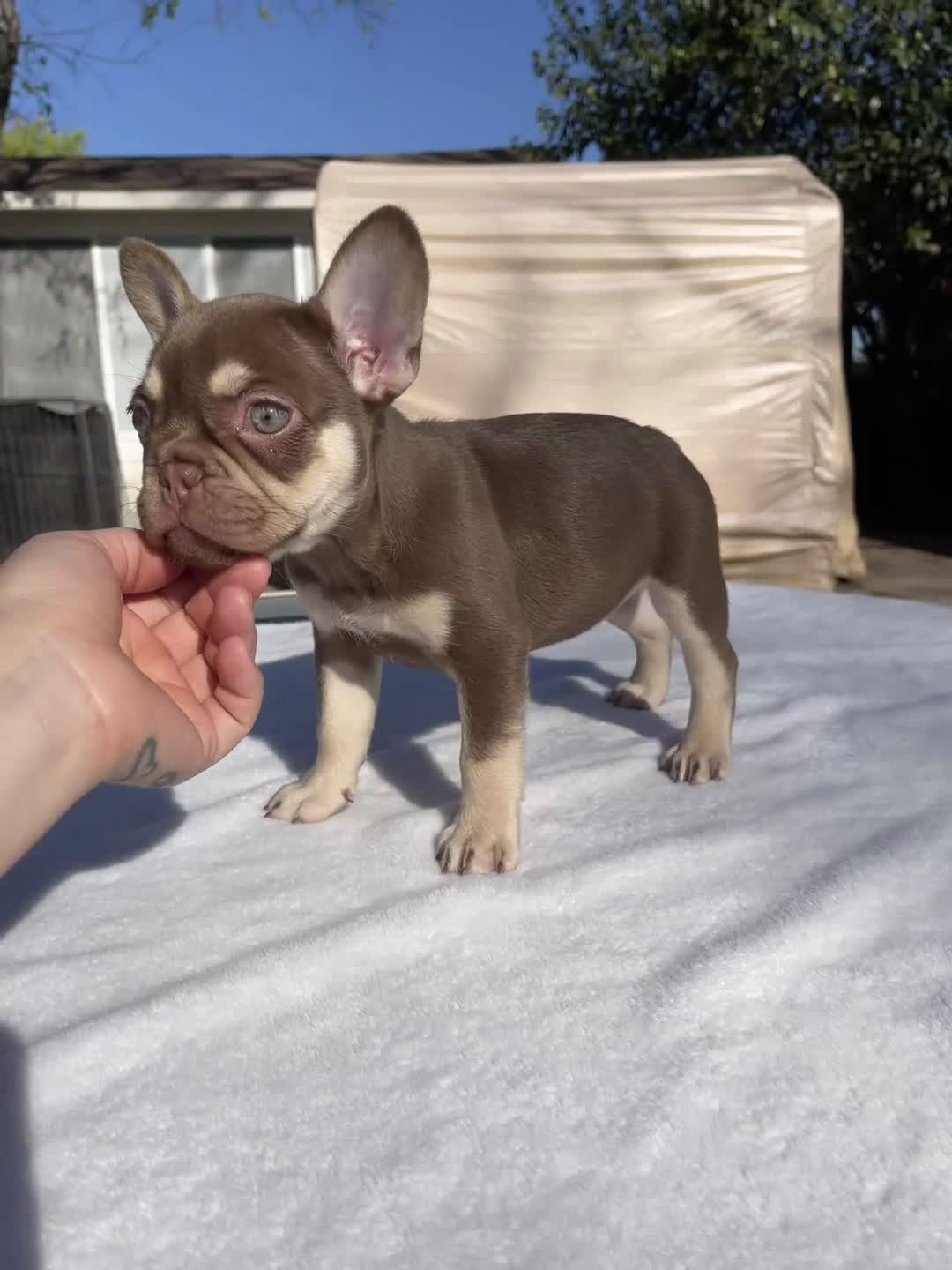 French Bulldog dogs for sale: Chica - Video 1