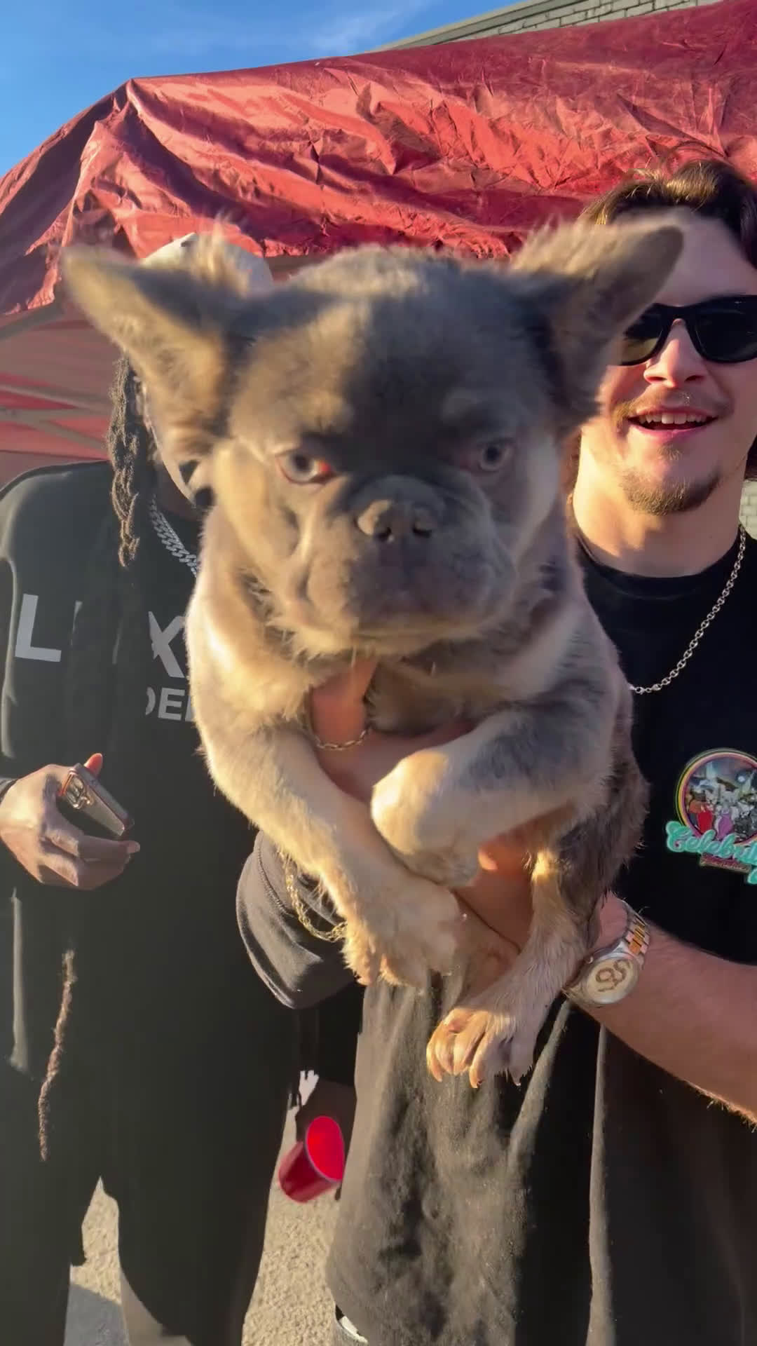 French Bulldog dogs for sale: ROCKY - LILAC TAN FLUFFY COMPACT HANDSOME PRINCE IN LA CA - USA DELIVERY  - Video 3