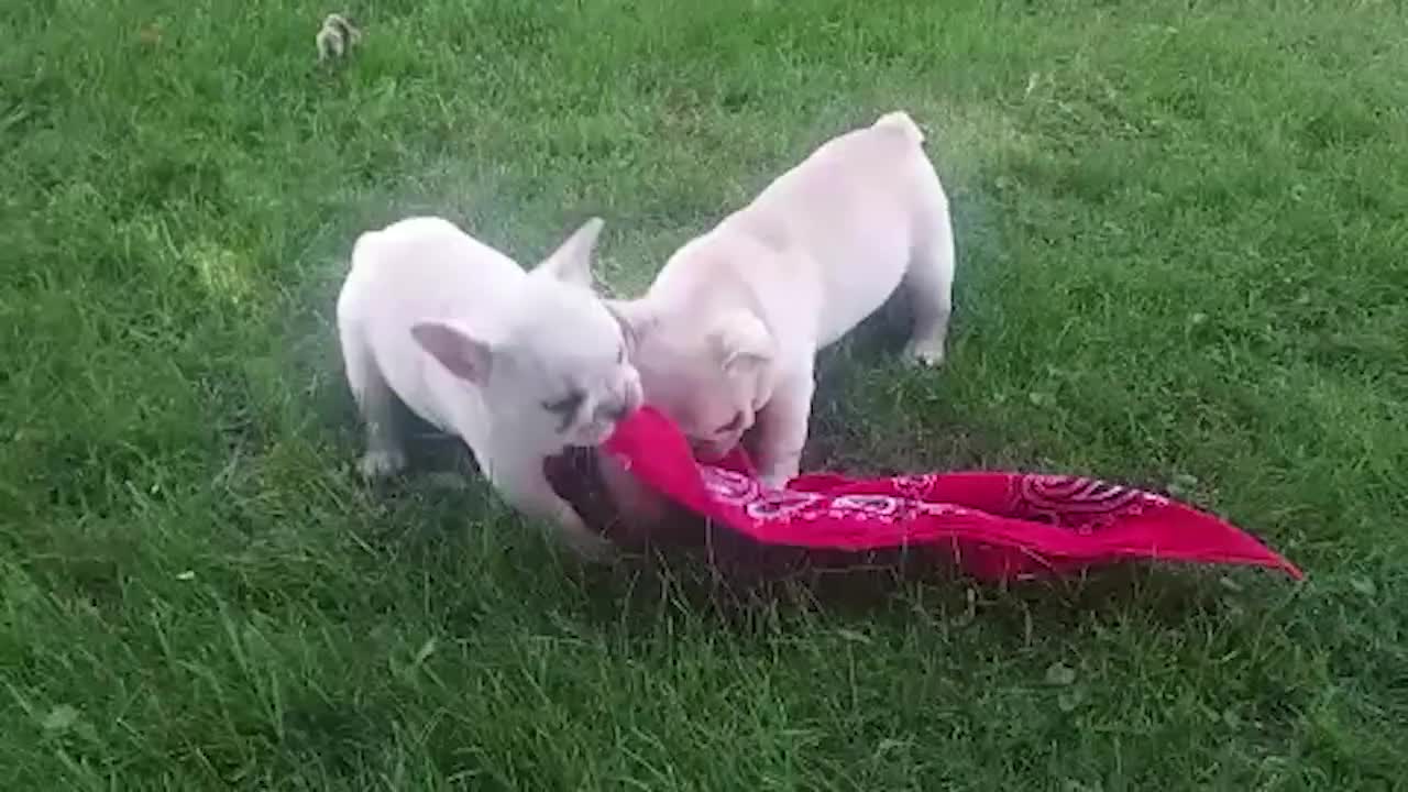 French Bulldog dogs for sale: Snow - Video 1