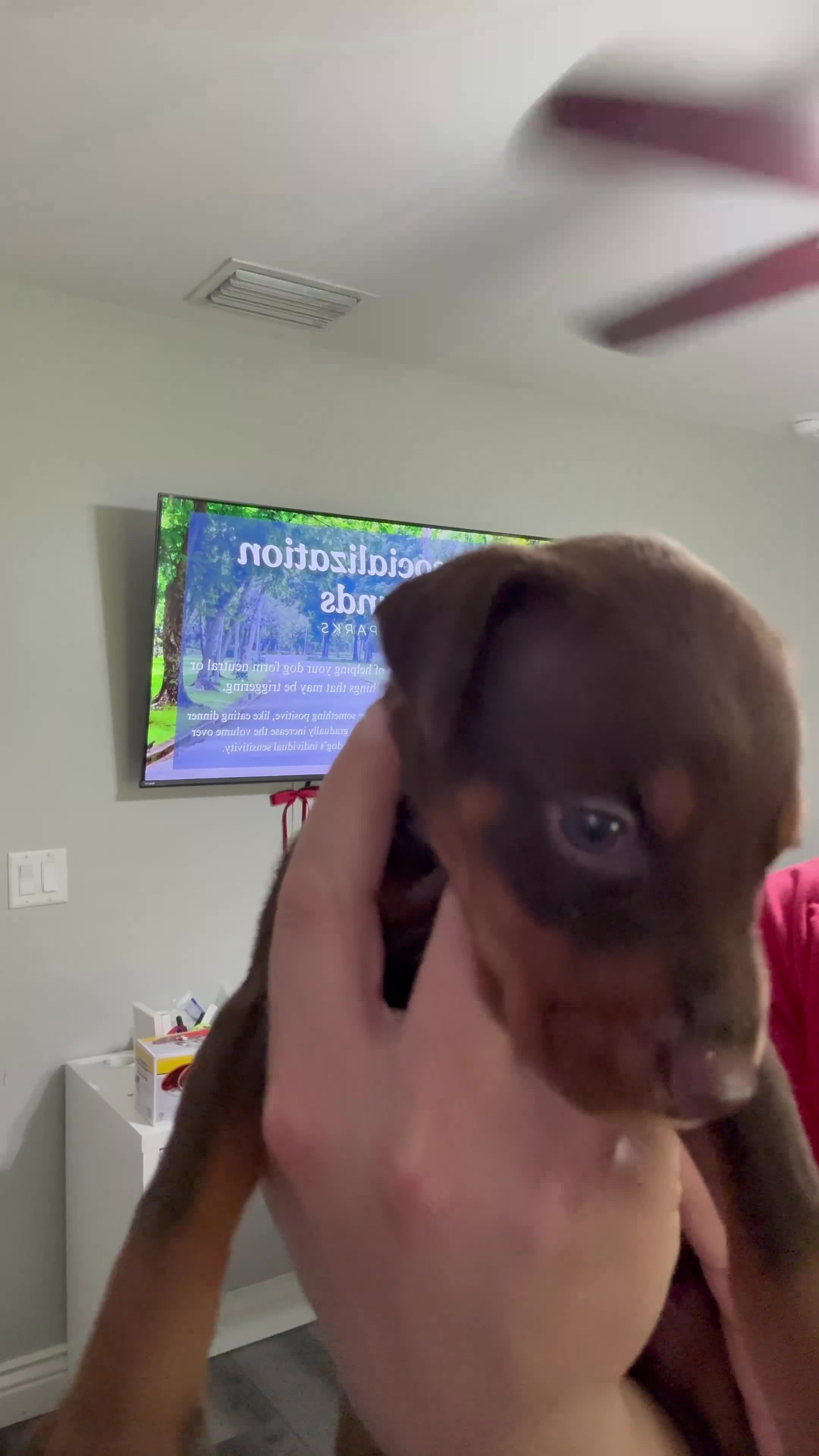 Doberman Pinscher dogs for sale: Black Collar Female - Video 1