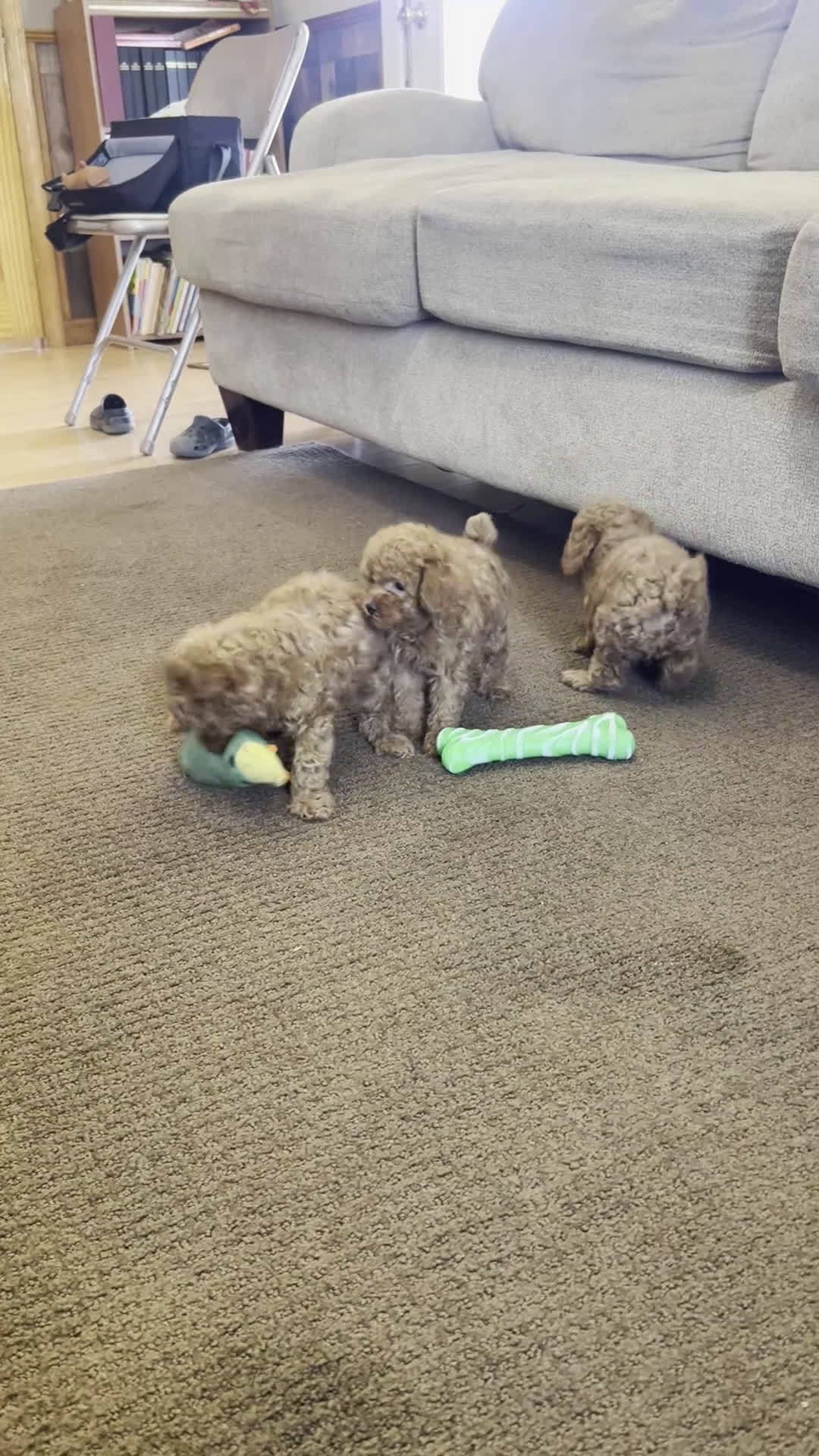 Toy Poodle dogs for sale: Hope - Video 1