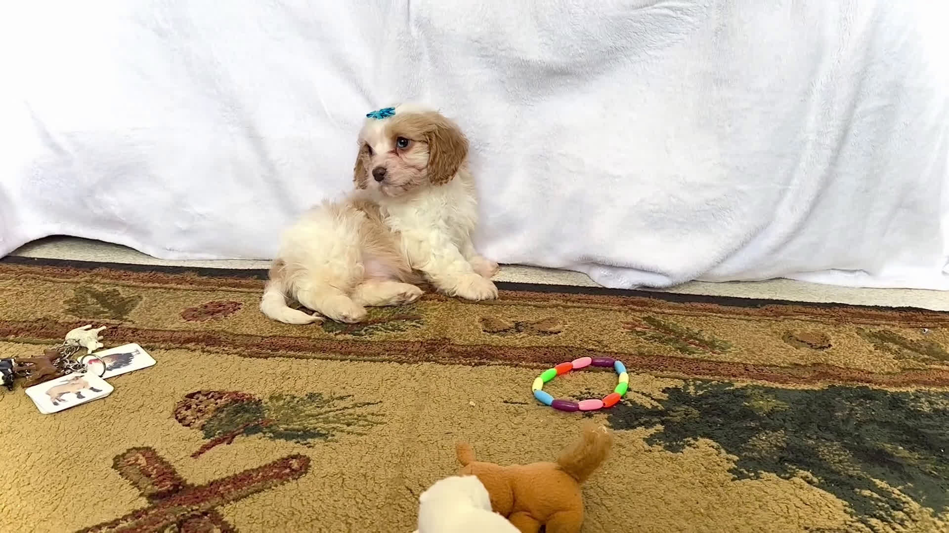 Cavapoo dogs for sale: Zoee - Video 2