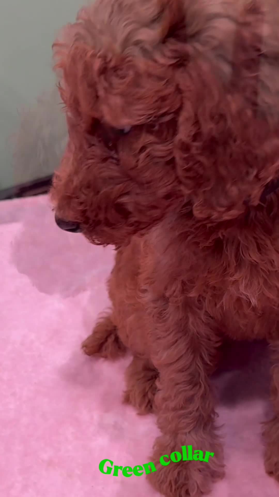 Standard Poodle dogs for sale:  Fiona  - Video 1