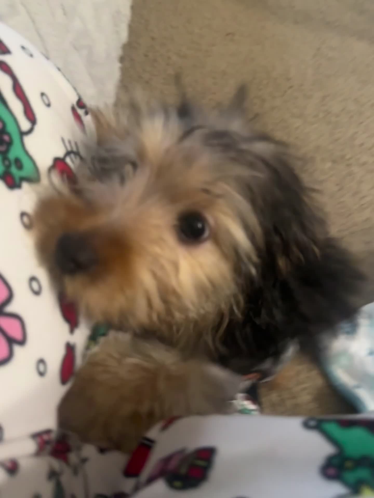 Chorkie dogs for sale: Leo - Video 1