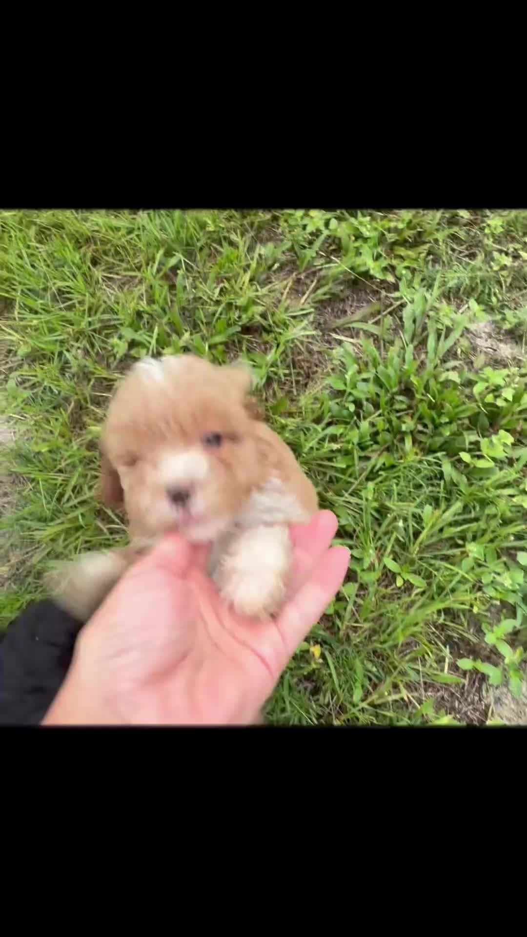Miniature Poodle dogs for sale: Kylo - Video 1