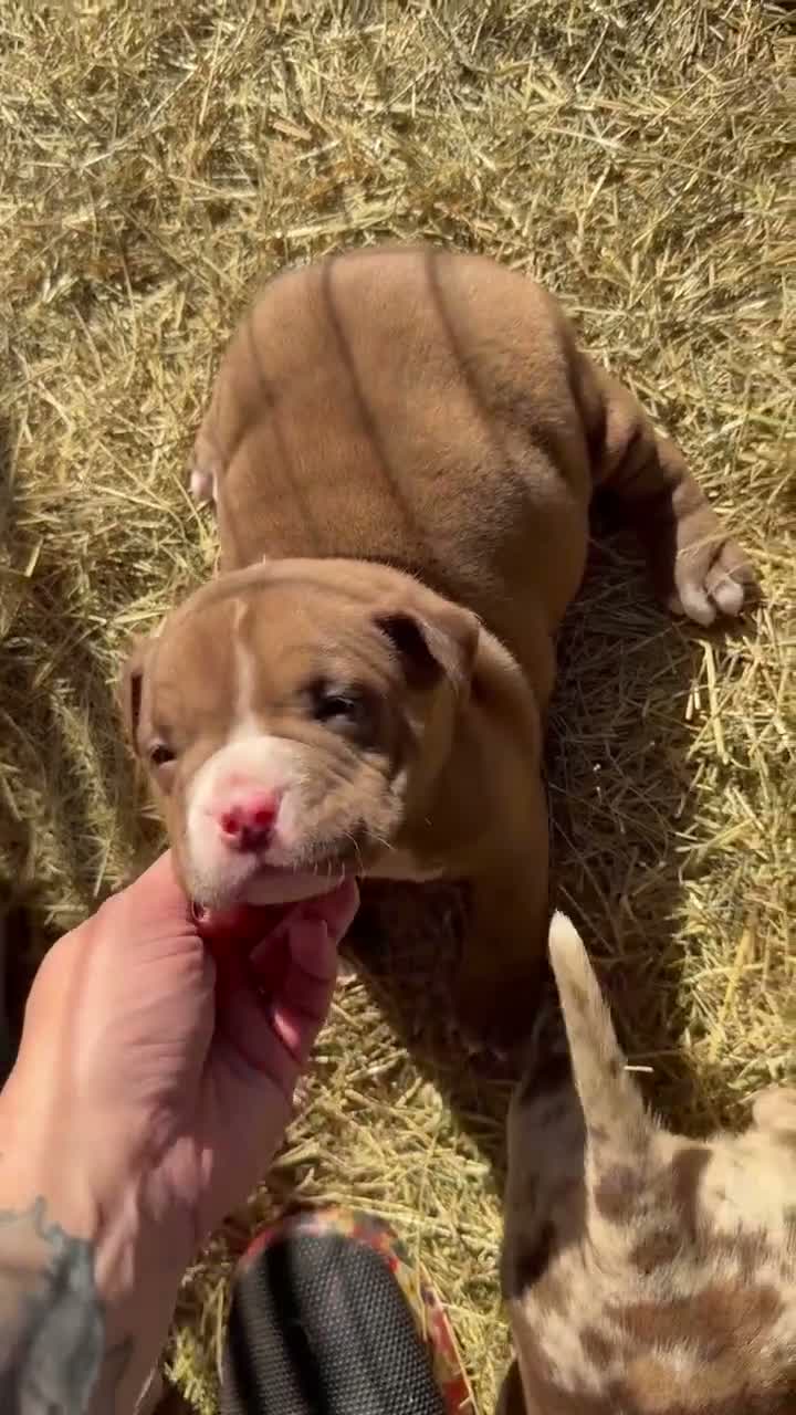 American Bully dogs for sale: American Bully 5 - Video 1