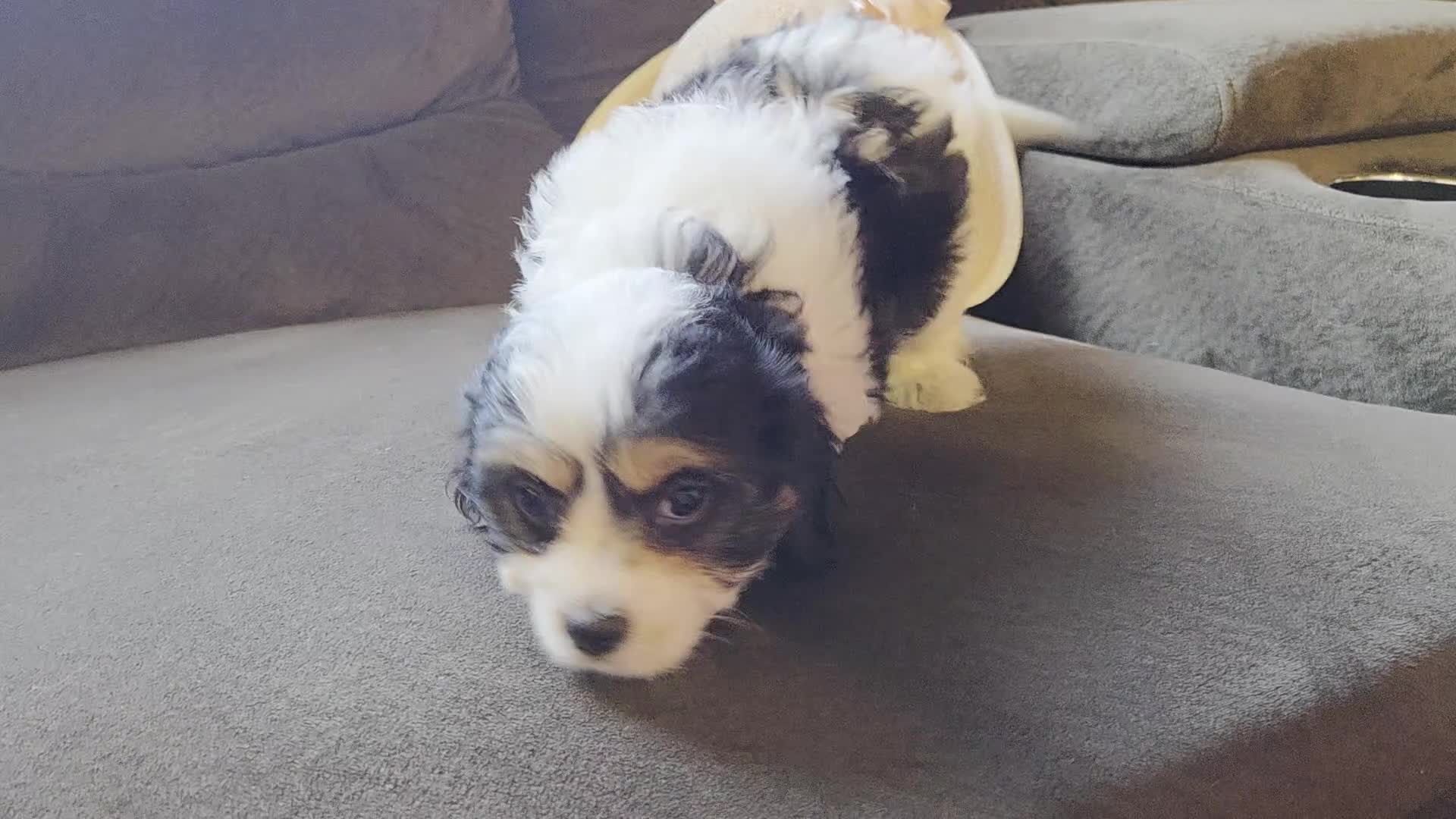 Cavapoo dogs for sale: Candy - Video 1