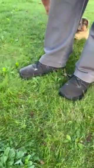 Aussiedoodle dogs for sale: Toffee Miniature Aussiedoodle  - Video 3