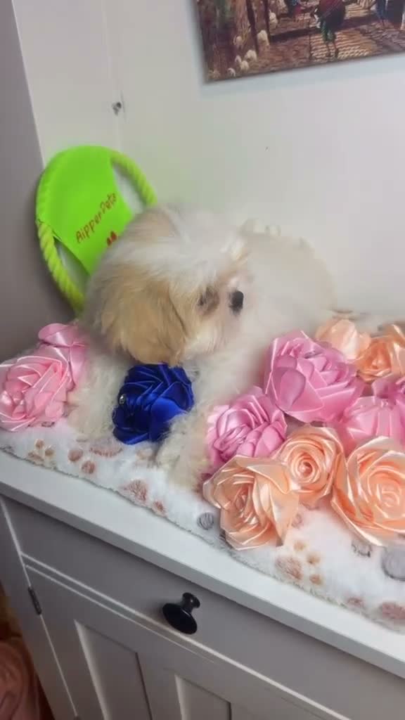 Shih Tzu dogs for sale: Azul  - Video 1