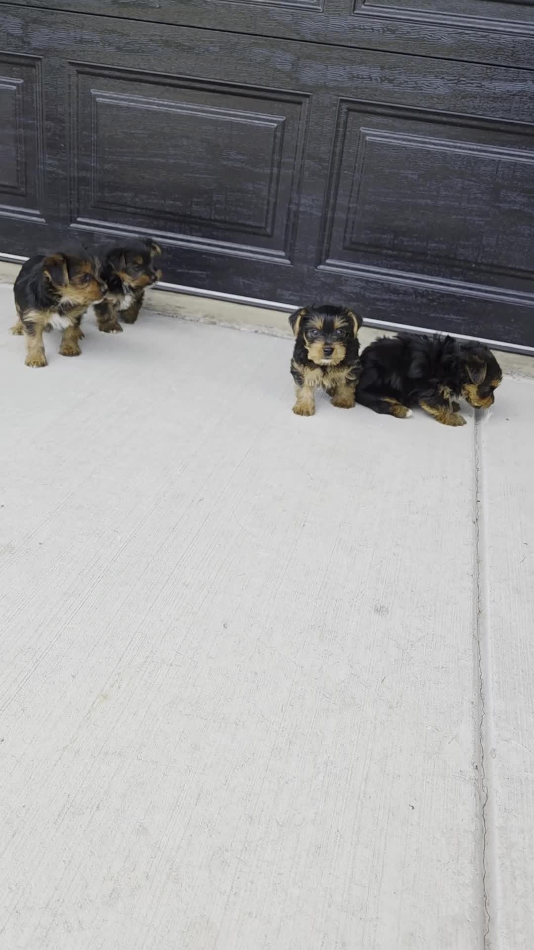 Yorkshire Terrier dogs for sale: Ellie - Video 1