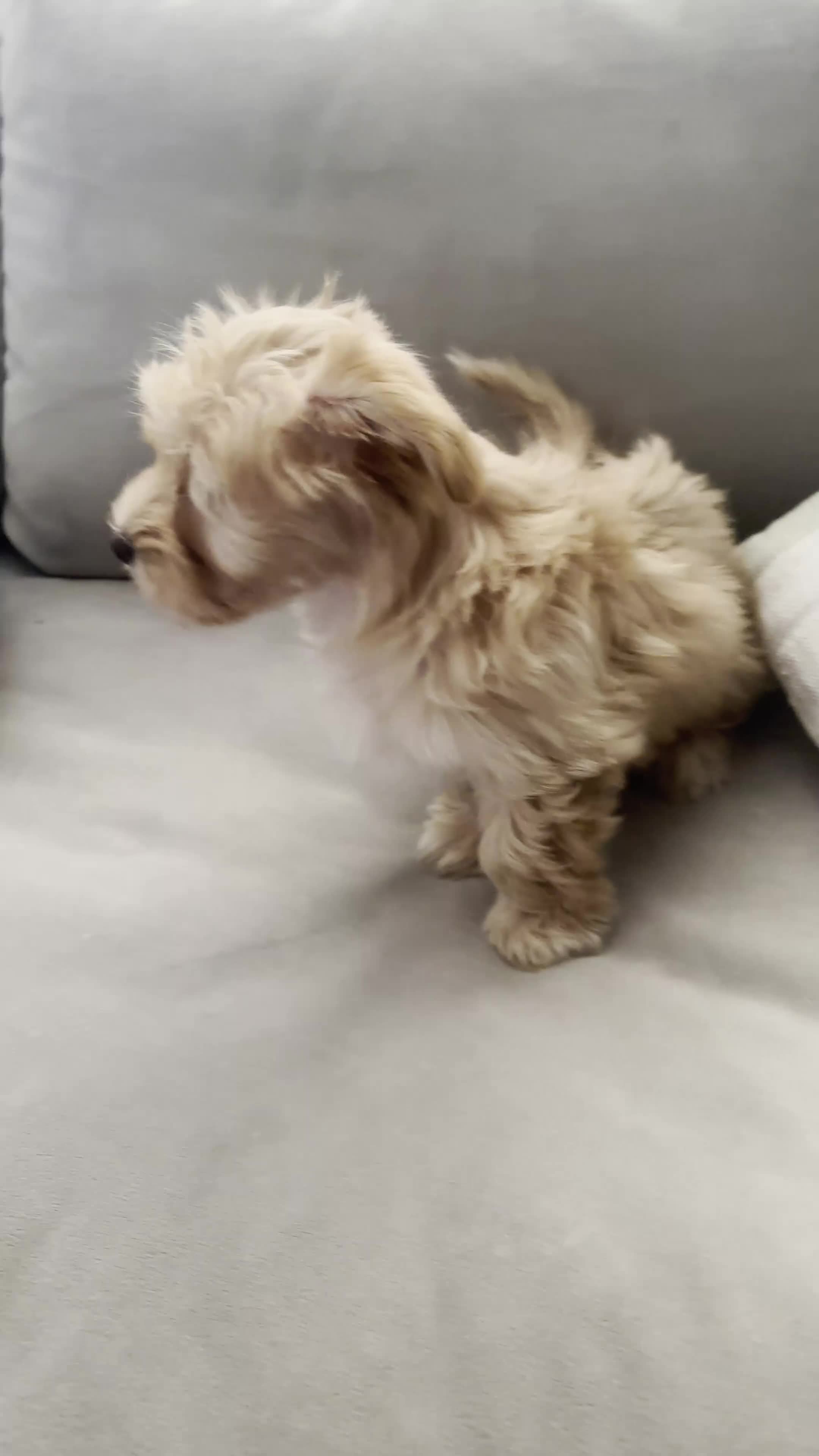 Yorkshire Terrier dogs for sale: Yorkshire Terrier Puppy 1 - Video 6