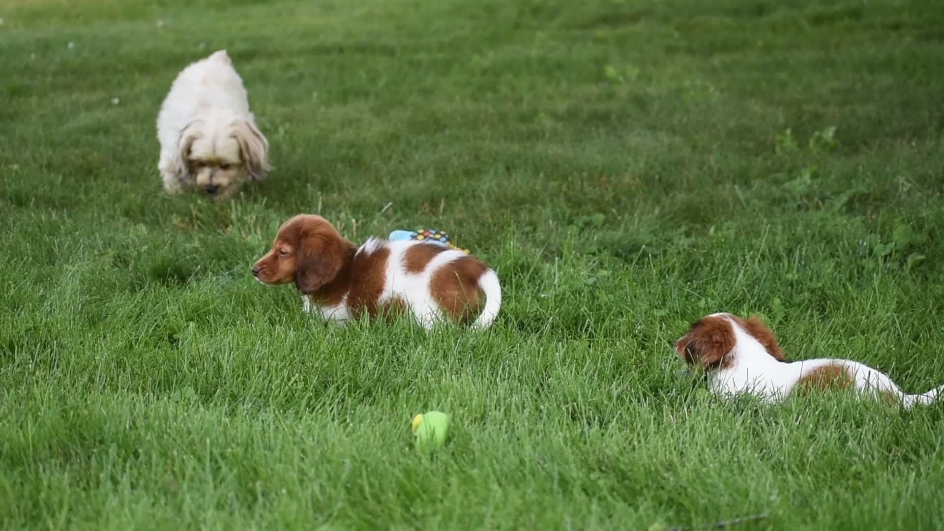 Miniature Dachshund dogs for sale: Cosmo - Video 2