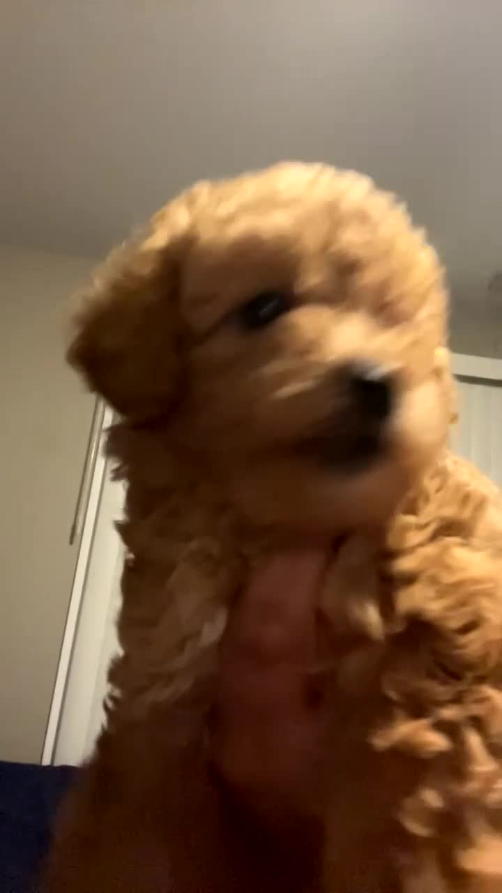 Toy Poodle dogs for sale: Toy Poodle Puppy 1 - Video 2