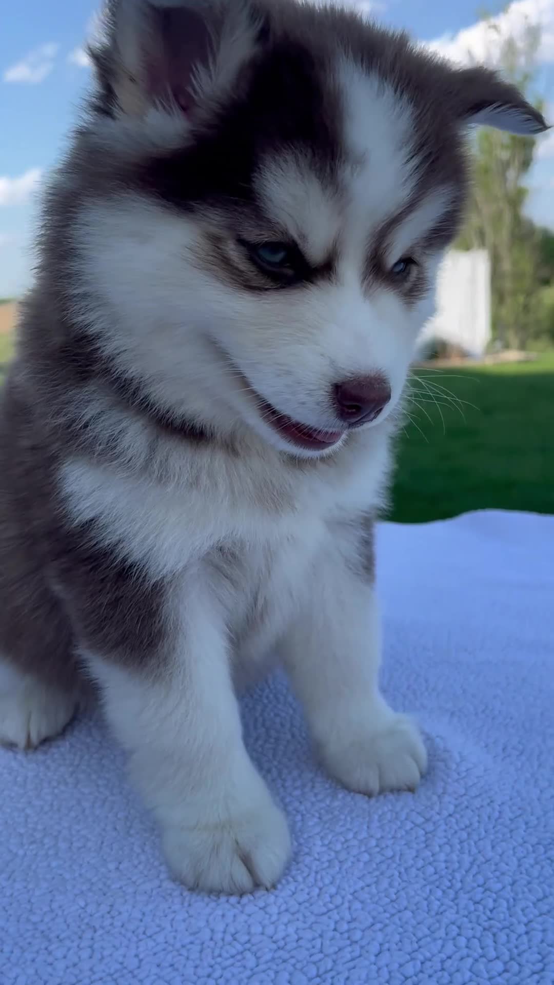 Pomsky dogs for sale: Sabrina - Video 1