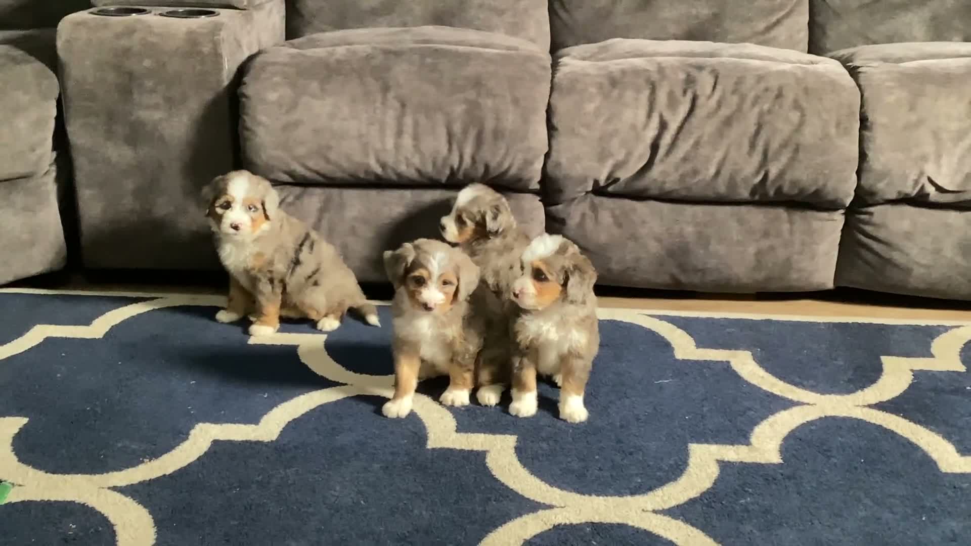 Mini Bernedoodle dogs for sale: Beverly - Video 2