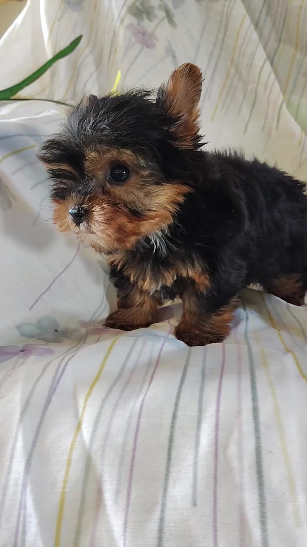 Yorkshire Terrier dogs for sale: Sunshine - Video 1