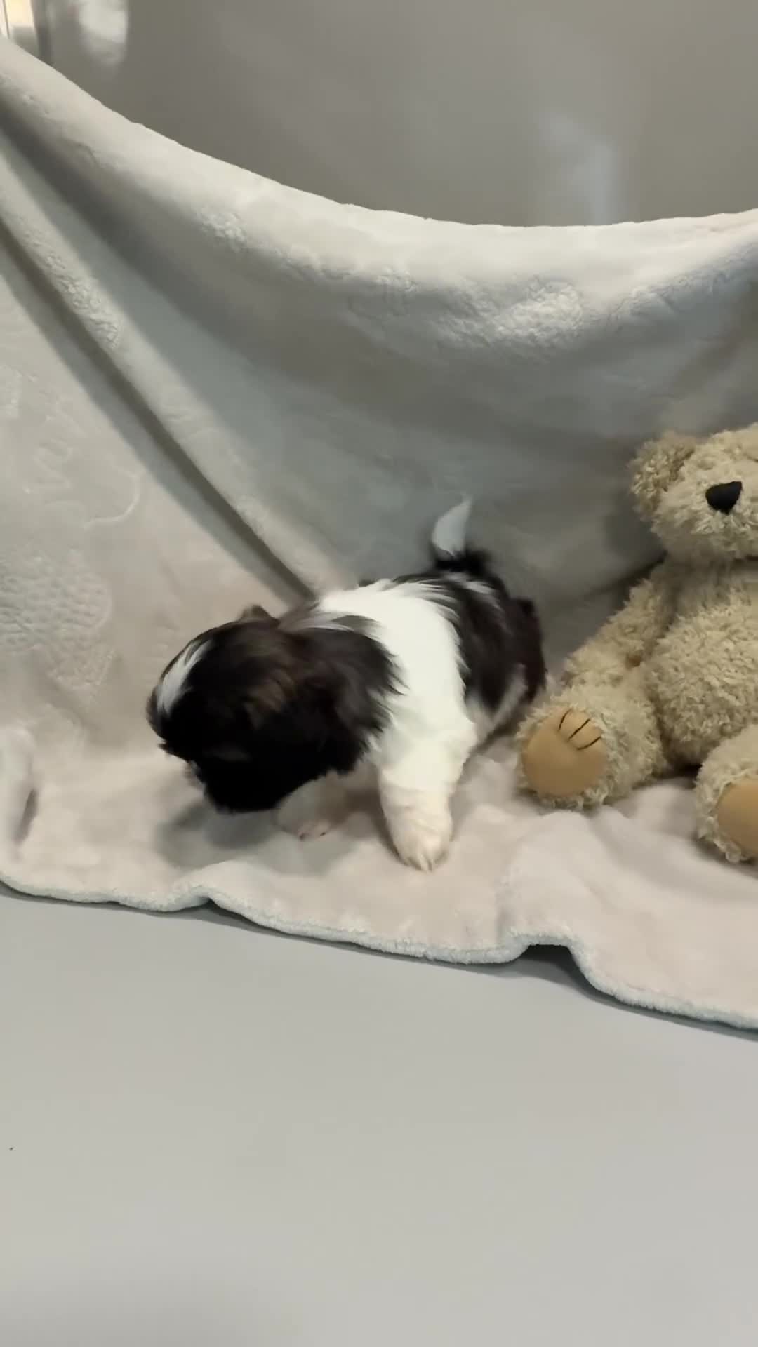 Shih Tzu dogs for sale: AKC SAMMI - Video 1