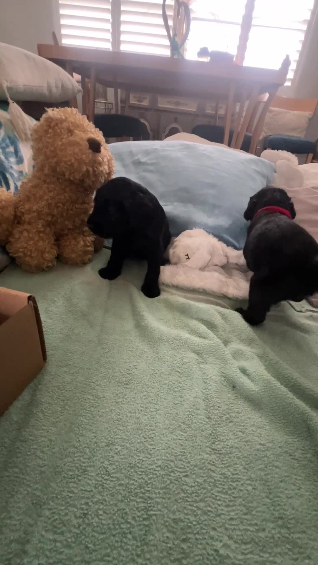 Goldendoodle dogs for sale: Tito - Green Bow Boy - Video 4