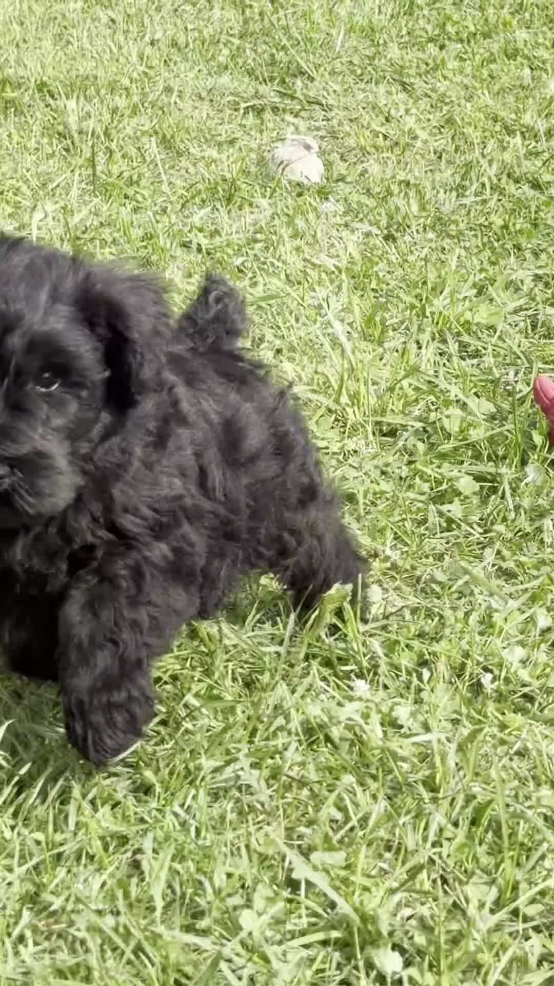 Miniature Schnauzer dogs for sale: Ryan Miniature Schnauzer  - Video 1