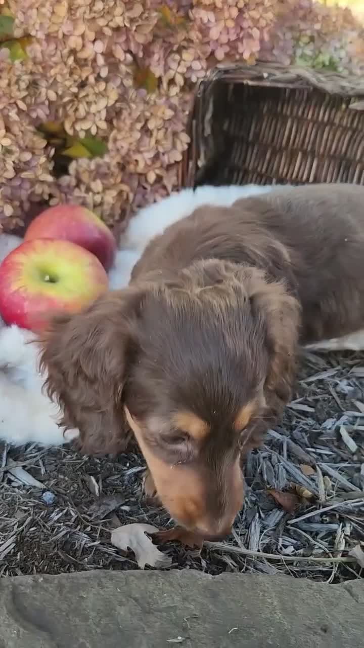 Miniature Dachshund dogs for sale: Poppy - Video 1
