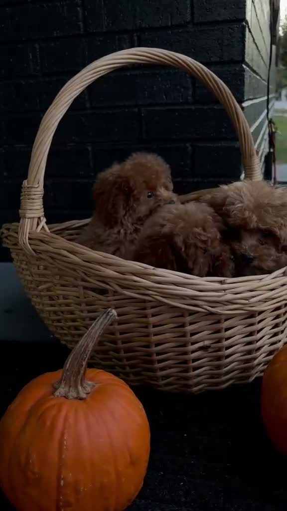 Toy Poodle dogs for sale: 🤎🐩Theo🤎🐩 - Video 1