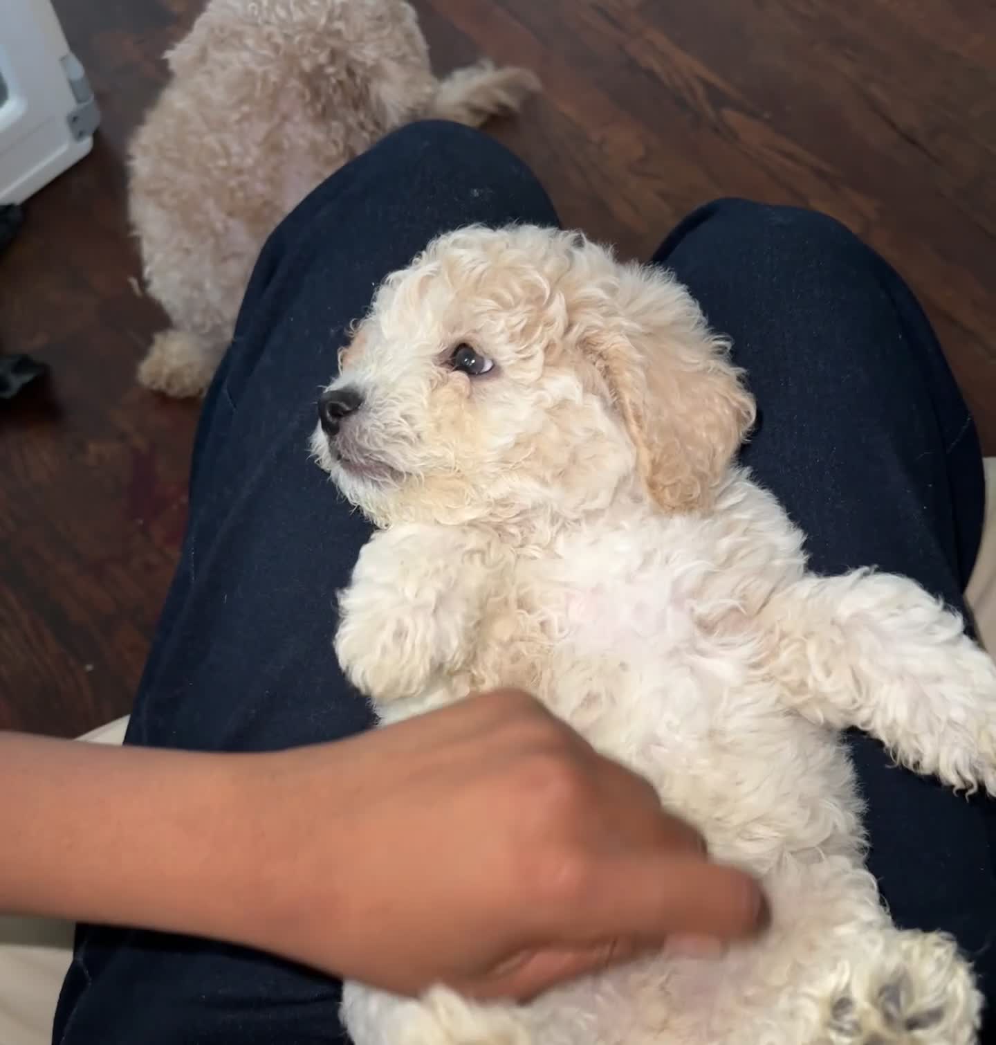 Havapoo dogs for sale: White  - Video 1