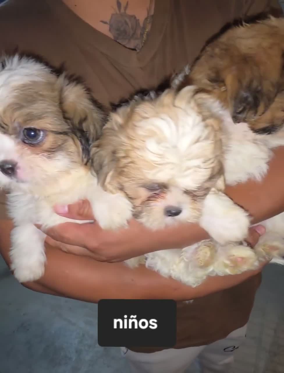 Teddy Bear dogs for sale: Teddy Bear Milo - Video 1